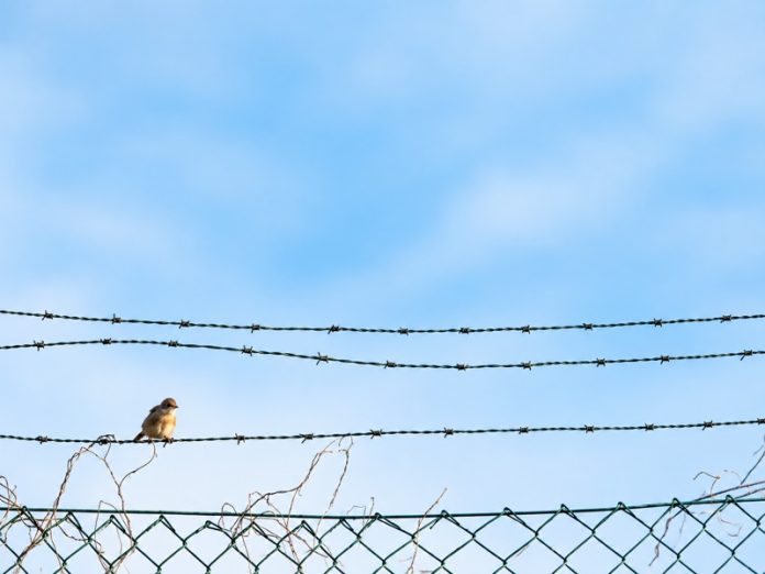 Un uccellino posato sul filo spinato di una recinzione, sullo sfondo del cielo azzurro.